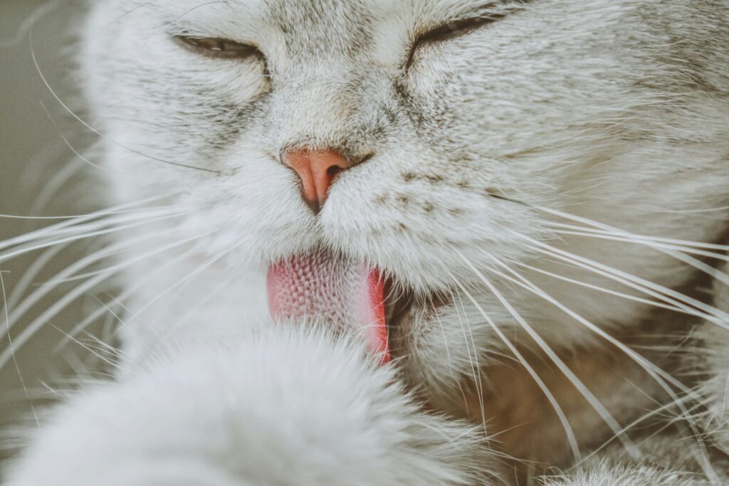 Katzenzunge