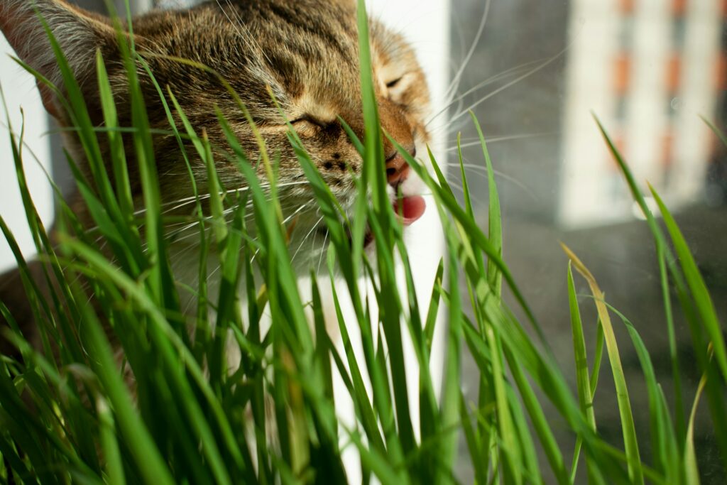 Katzengras