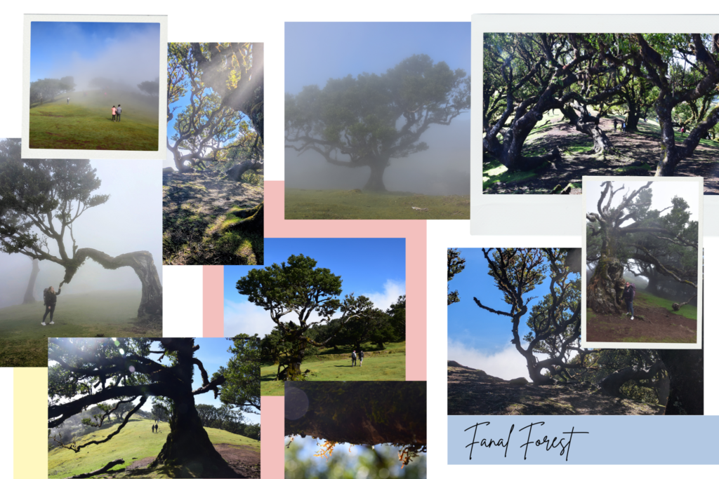 Fanal Forest