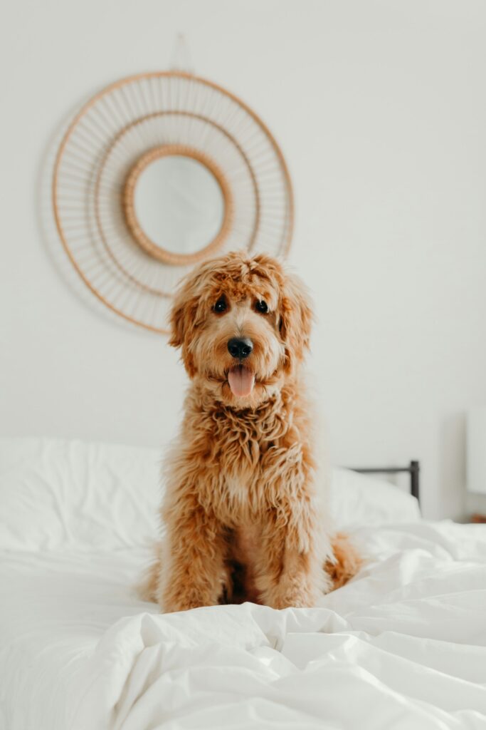 Hautprobleme bei Hunden - Hausstaubmilbe