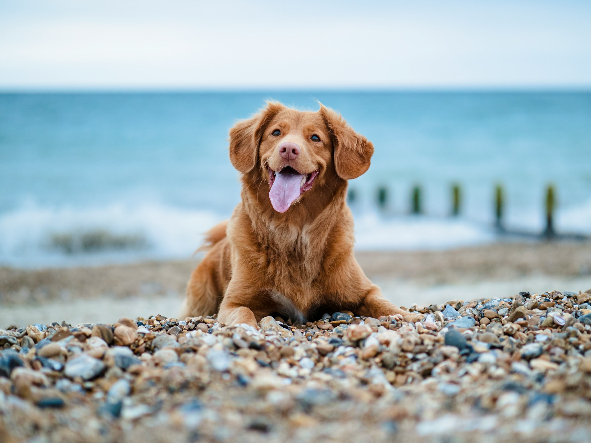 Hautprobleme bei Hunden im Sommer